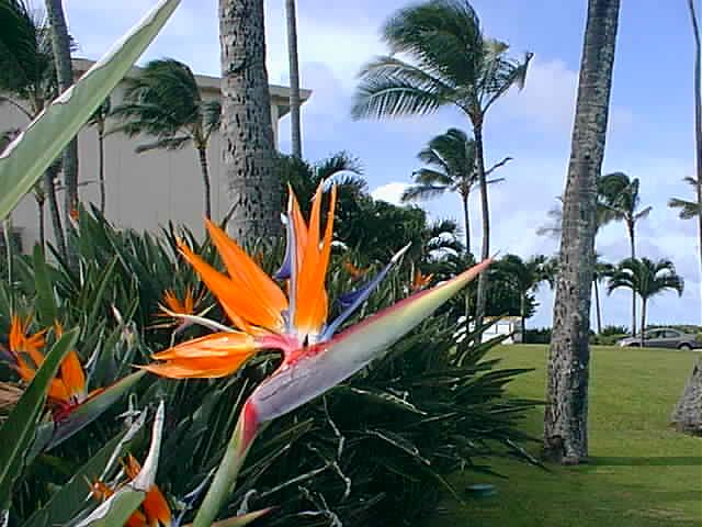 and everywhere, bird-of-paradise flowers