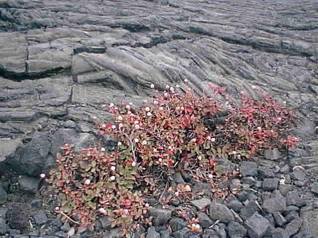 this seems to be the first plant to take hold in lava flows