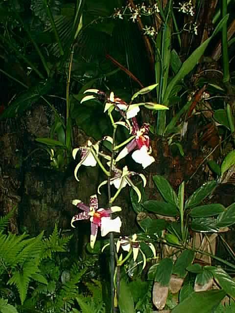 tiger orchids