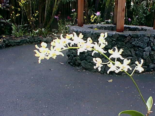 more orchids