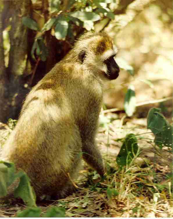 vervet monkey inside the Mara Intrepids camp