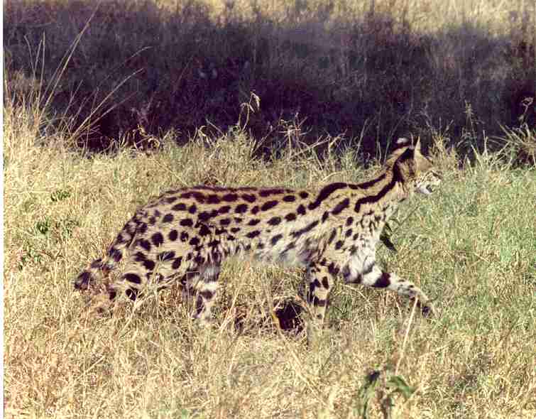 serval cat in the Mara