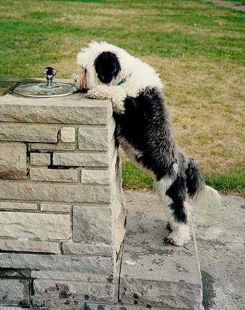 Playing in the park is thirsty work !!