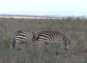 zebra .. and more zebra
